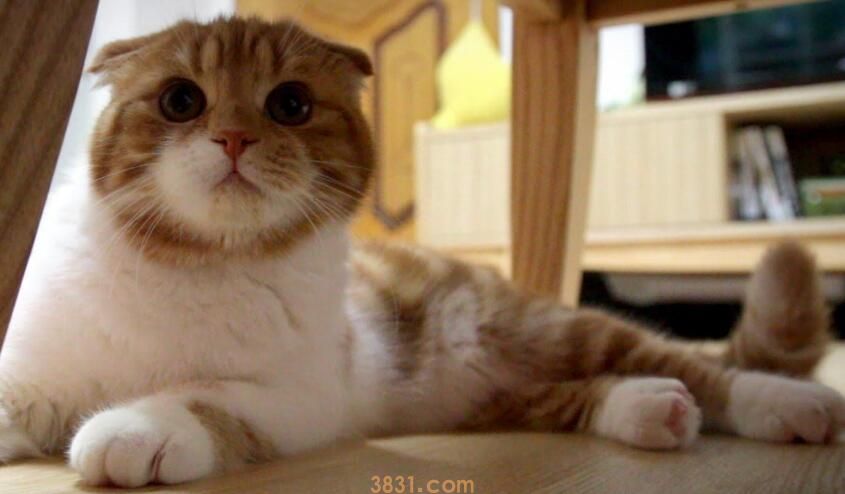 折耳猫尾巴僵硬(图1)