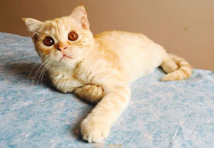 折耳猫尾巴僵硬(图2)