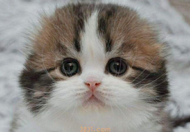 折耳猫尾巴僵硬(图3)