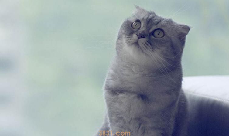 折耳猫可以补钙吗(图1)
