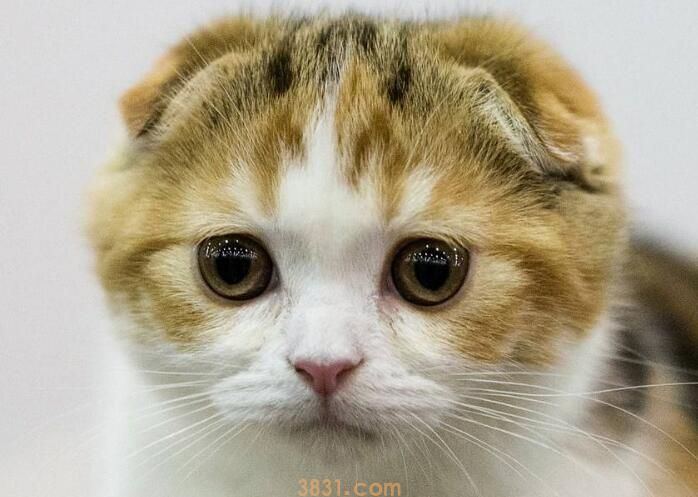 折耳猫可以补钙吗(图3)