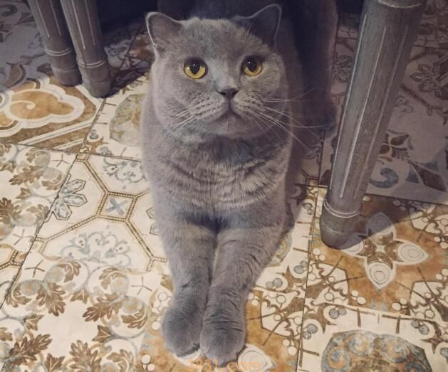 折耳猫好养吗和寿命和粘人程度(图1)
