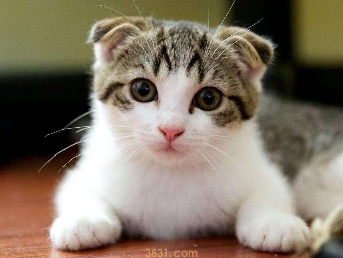 折耳猫好养吗和寿命和粘人程度(图2)
