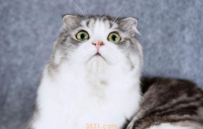 折耳猫好养吗和寿命和粘人程度(图3)
