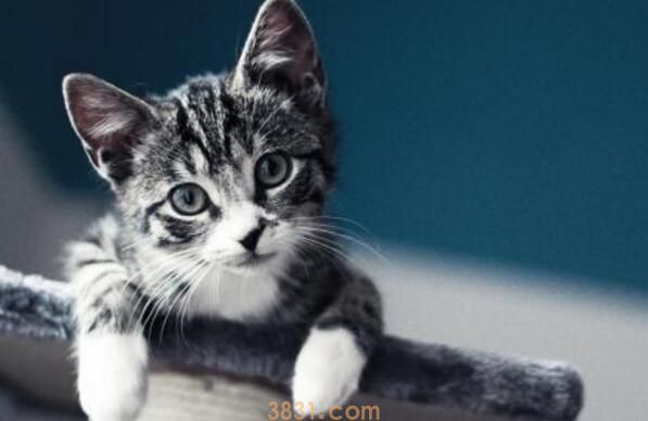 猫咪体重年龄对照表(图3)
