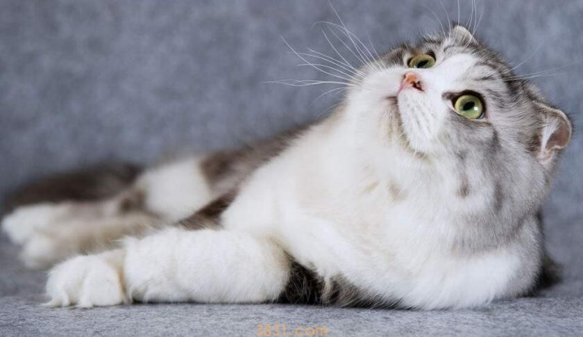 折耳猫发病吃什么药(图2)