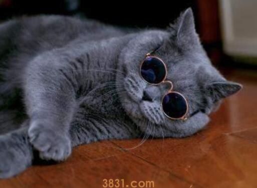 虎斑和蓝猫配生出啥样(图1)