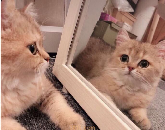 猫肠胃不好怎么调理(图1)