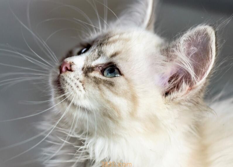 猫狗能吃柚子吗(图1)