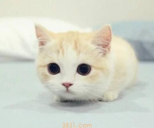 猫滴虫会传染人吗(图1)