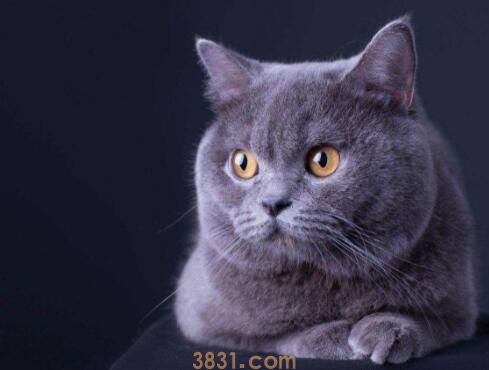 蓝猫怎么养才胖胖的(图1)