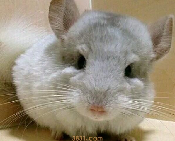 龙猫认主人吗(图3)