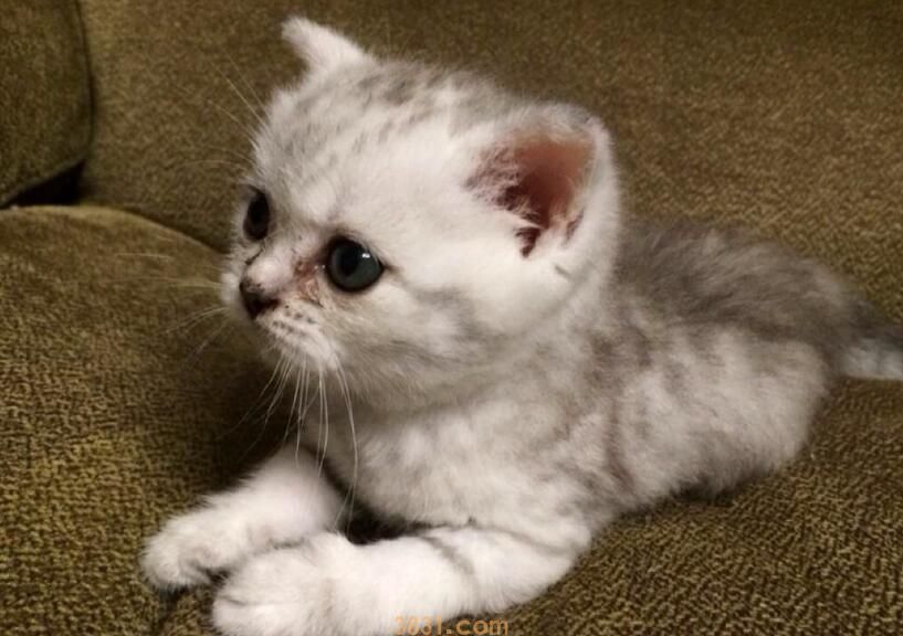 大巴车可以带猫吗(图1)
