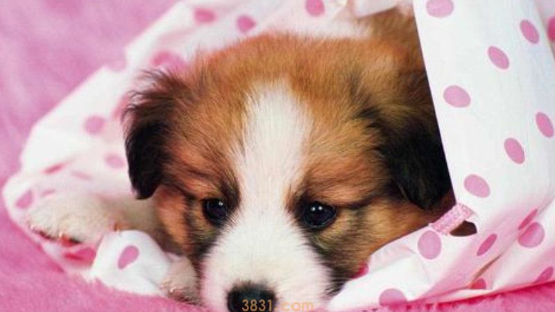小狗腿骨折了能自愈吗(图3)