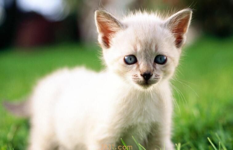 猫鼻支传染人类吗(图1)