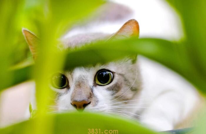 猫贫血严重有救吗(图1)