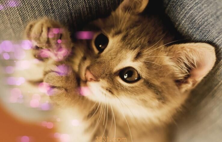 猫被抛弃后会恨主人吗(图1)