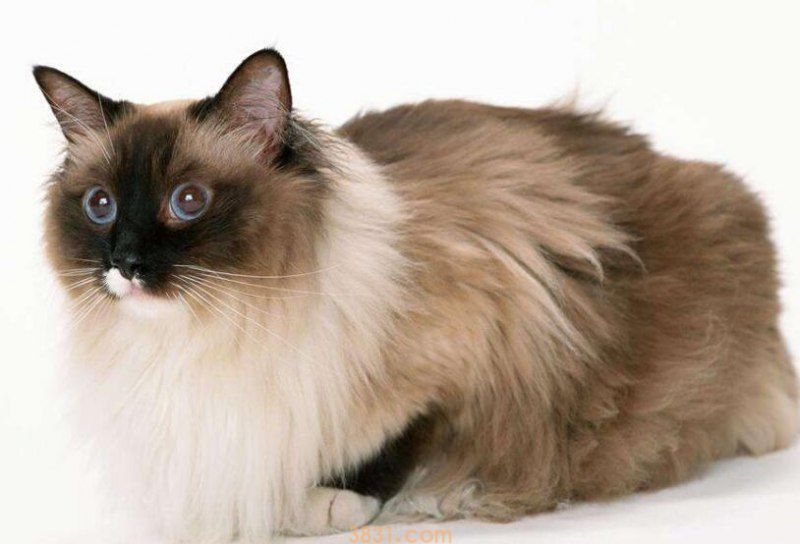 猫膀胱炎能自愈吗(图1)