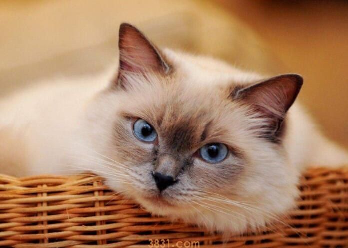 猫能吃石榴吗(图1)