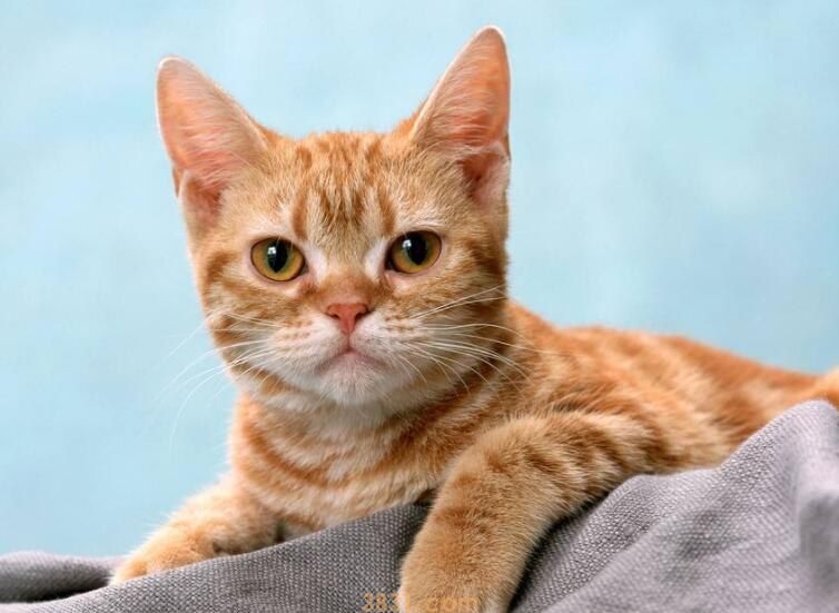 猫能吃猕猴桃吗(图1)