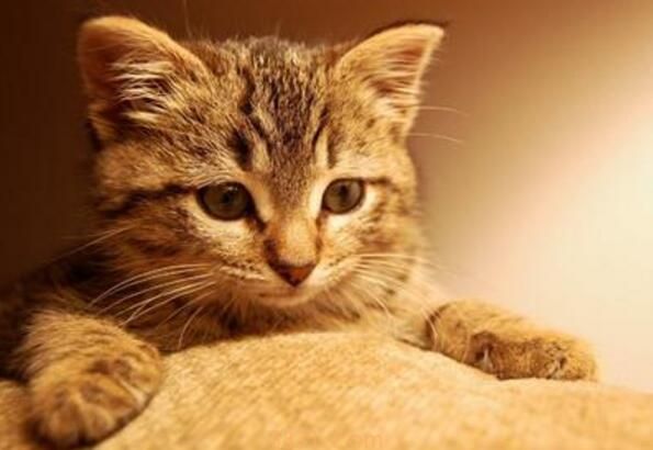 怎样赶走烦人的流浪猫(图2)