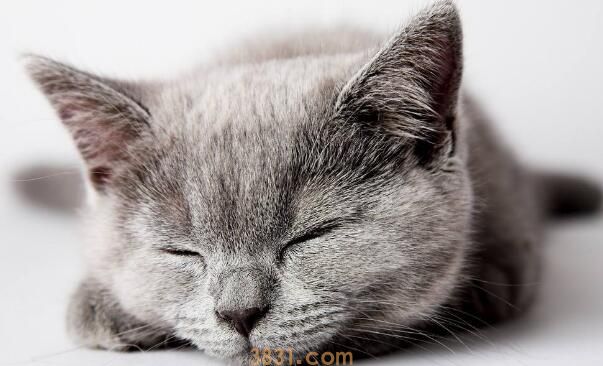 怎样赶走烦人的流浪猫(图3)