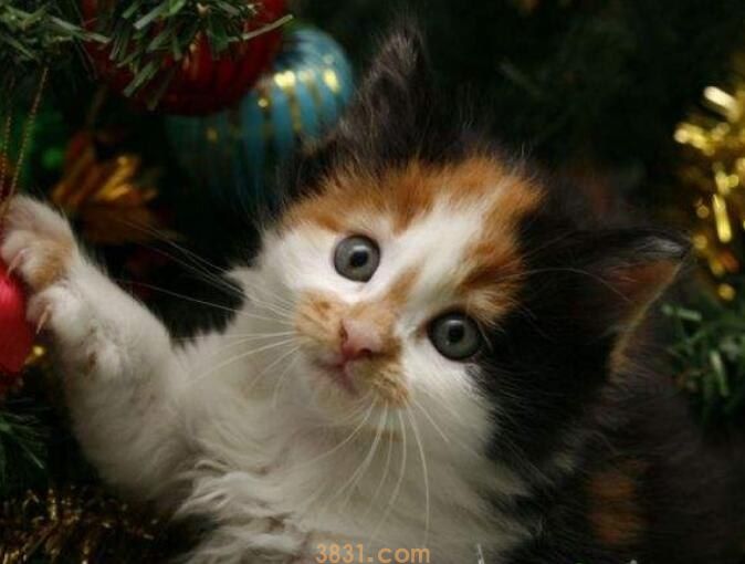 猫多久会适应同伴没了(图1)