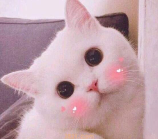猫嗓子哑了怎么回事(图1)