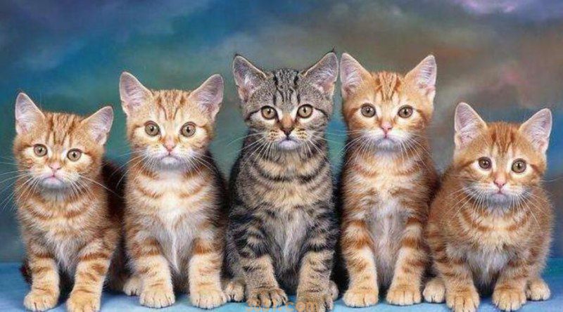 猫咬手指说明什么(图1)