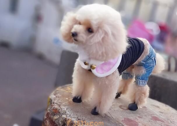 孕期养狗有危害吗(图1)
