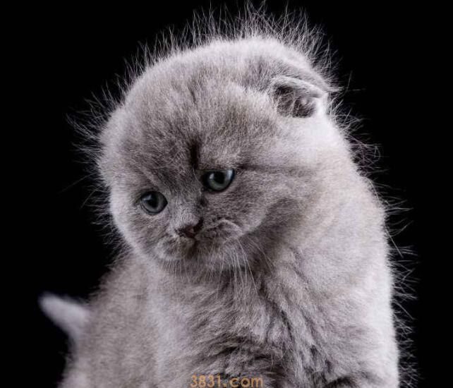 猫绝育后多久可以吃东西(图1)