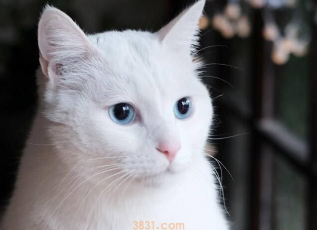 猫用开塞露有危险吗(图1)