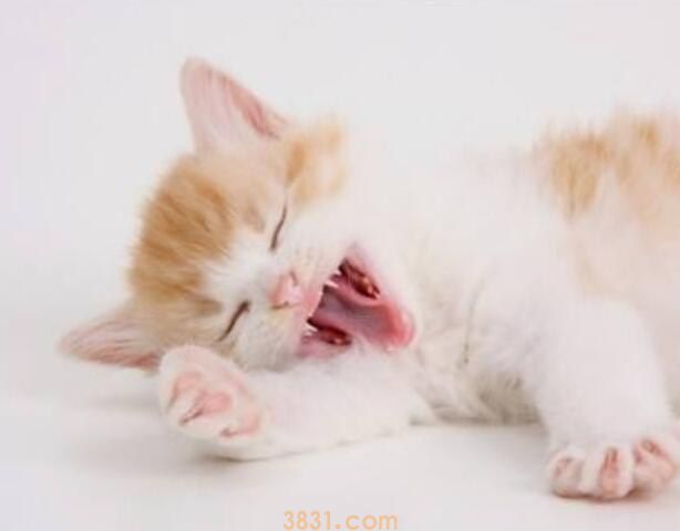 猫毛囊炎和猫藓的差别有什么(图1)