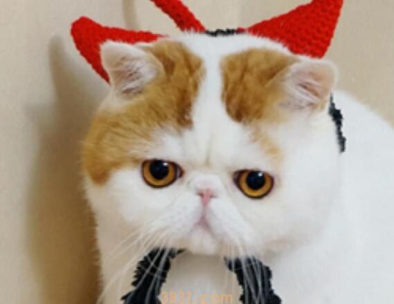 猫打完疫苗几天不吃饭(图1)
