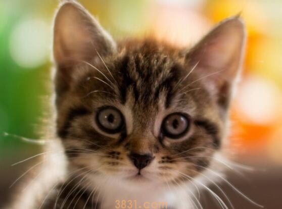 猫咪黑下巴用什么药膏(图1)
