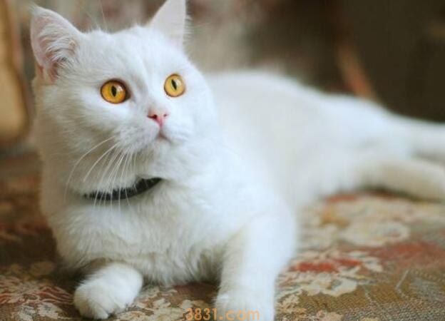 猫咪推销自己的方式(图1)