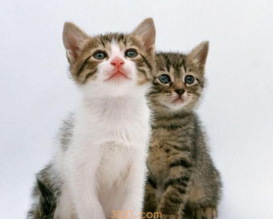 猫咪带耻辱圈怎么进食喝水(图1)