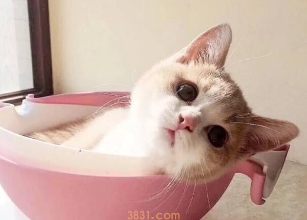 猫咪呕吐黄水是猫瘟吗(图1)