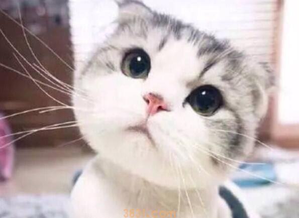 猫咪便秘拉不出来怎么办(图1)