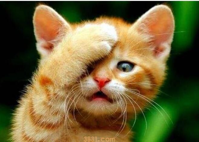 猫咪乱拉屎拉尿怎么办(图1)