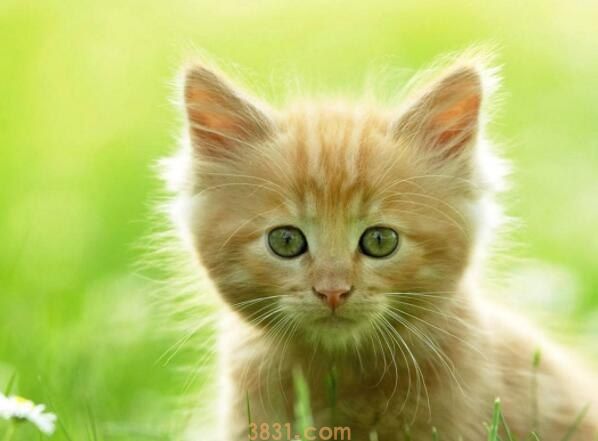 猫和狗谁厉害(图1)