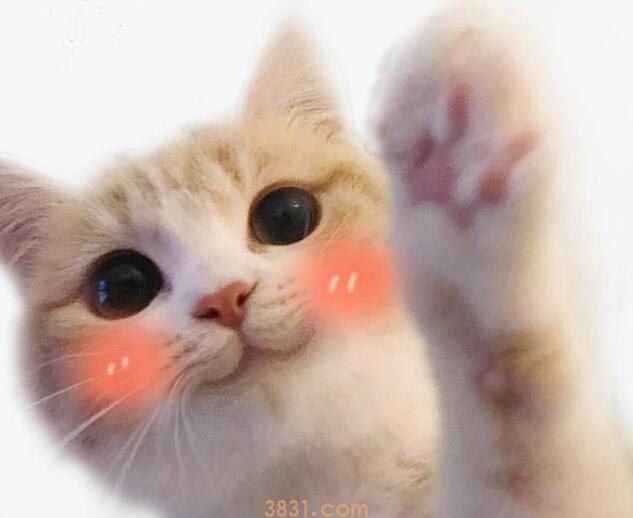 猫后爪有几个指甲(图1)