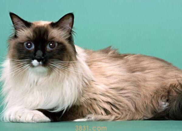 猫吃耗子药解毒小妙招(图1)