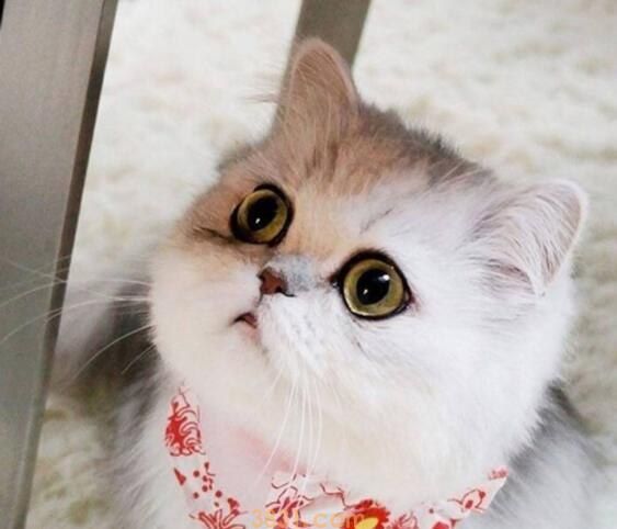 猫可以吃蒸熟的螃蟹吗(图1)