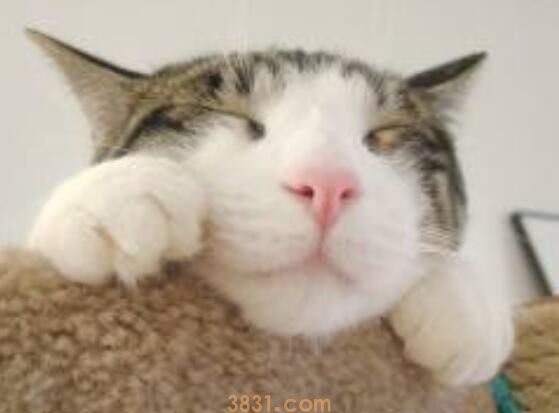 猫可以吃猕猴桃吗(图1)