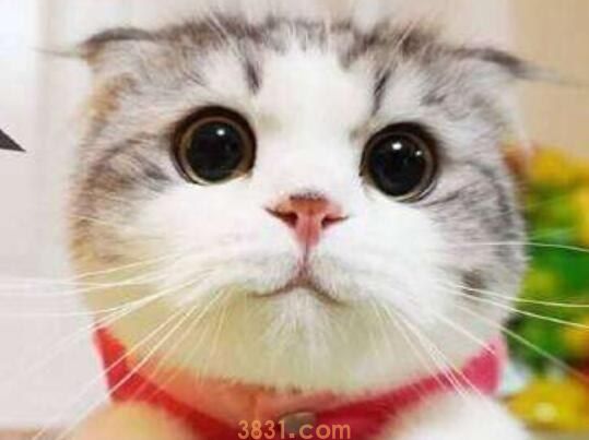 猫可不可以吃石榴(图1)