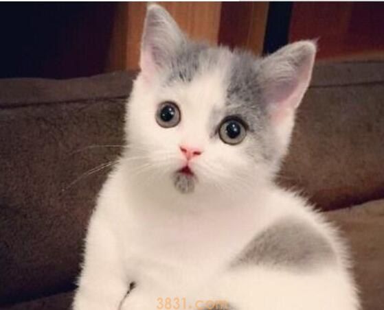 猫到处撒尿怎么办(图1)