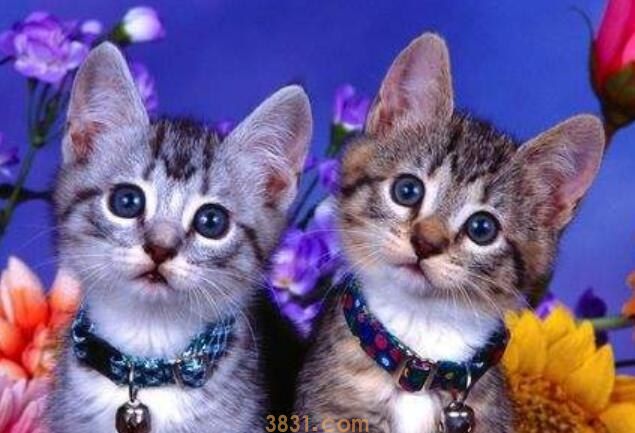 猫关禁闭一般多久(图1)