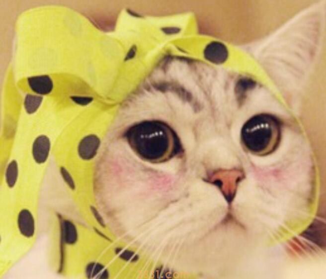 猫传腹猫咪的眼睛变化(图1)