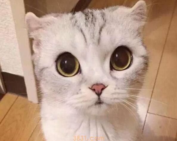 猫会跳窗户吗(图1)